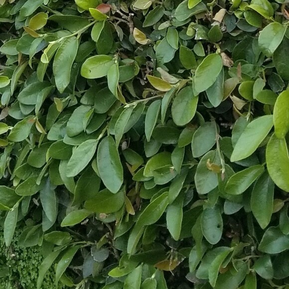 zpdh